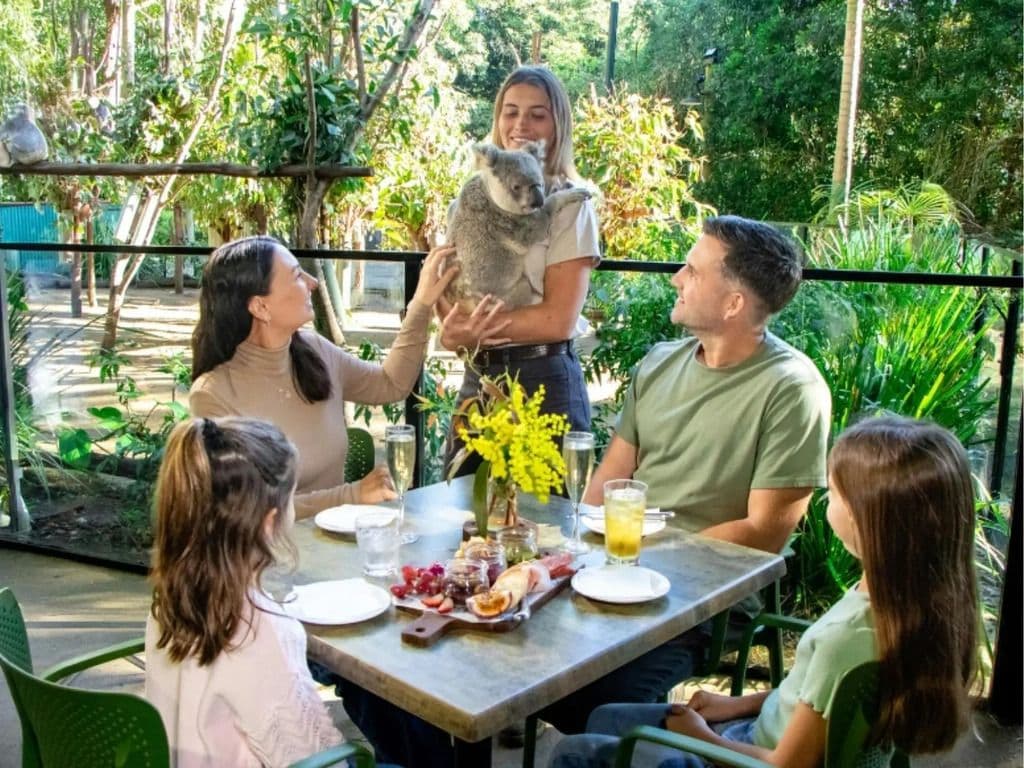 Grazy Arvo with Koalas at Currumbin Wildlife Sanctuary